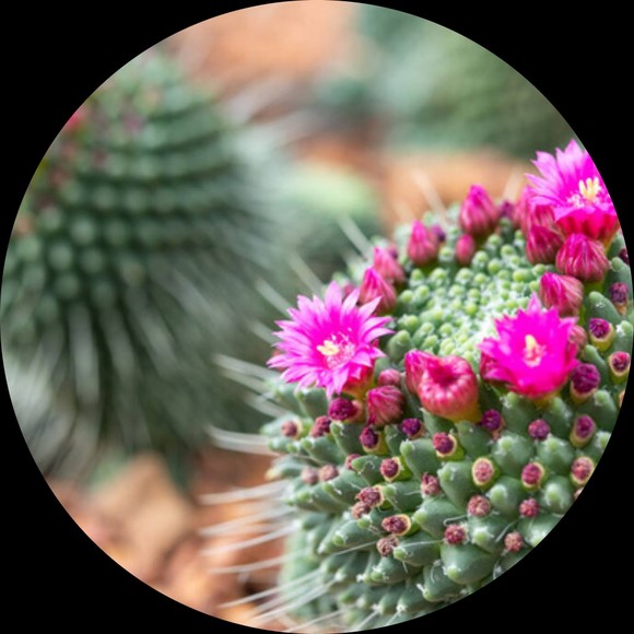 azpinkcactus